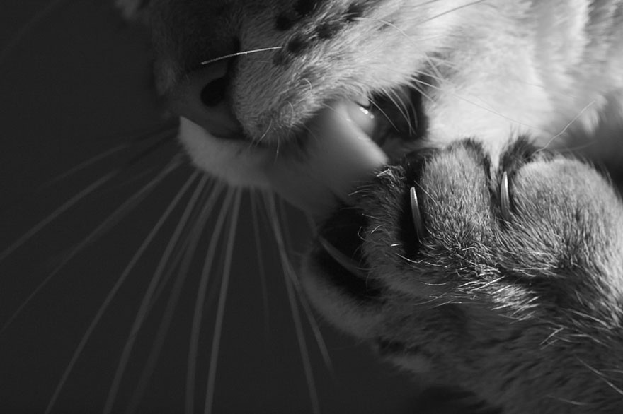 cat-black-and-white-photography-24