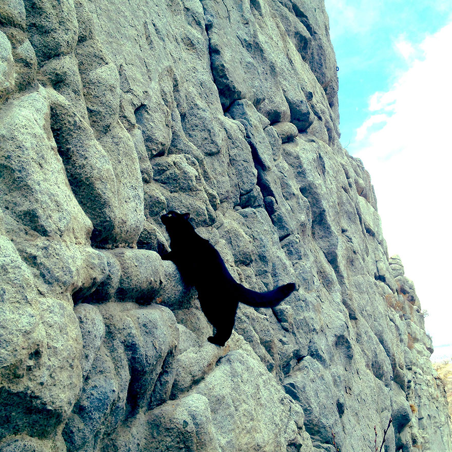 millie-climbing-cat-craig-armstrong-10