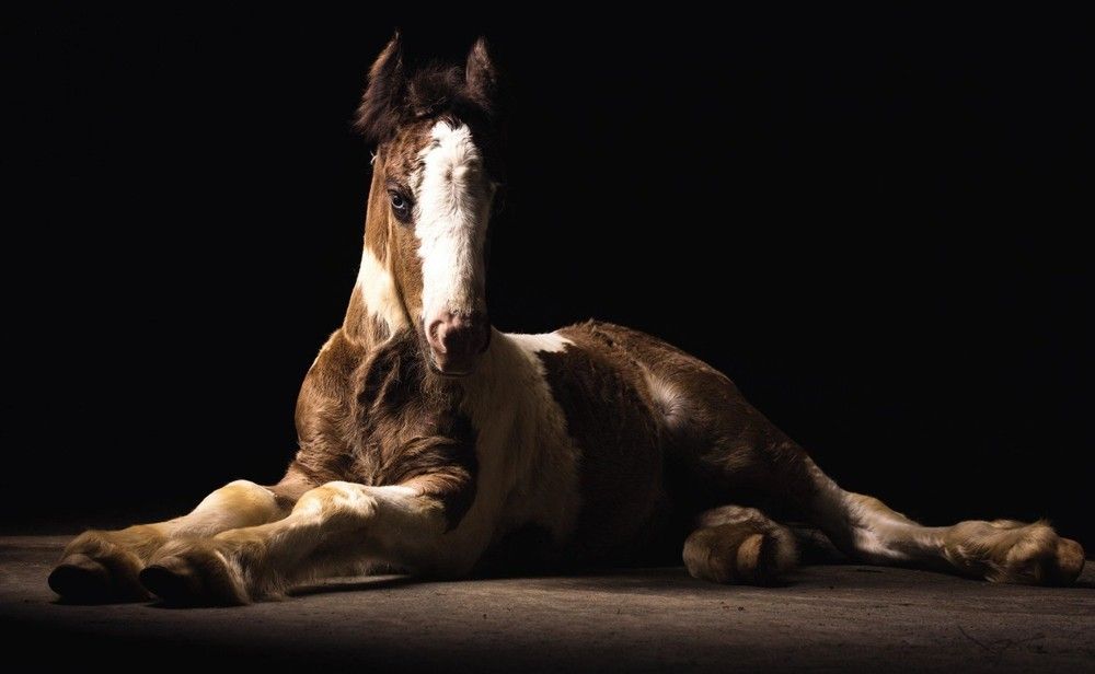 Horse-photography-By-Tim-Flach-01