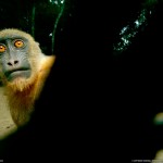 Not just a monkey: wildlife photography and what is behind these photos