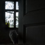 If you’re not home, they are: photos of animals living in abandoned houses