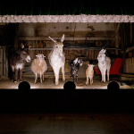 Not your usual family picture: portraits of farm animals